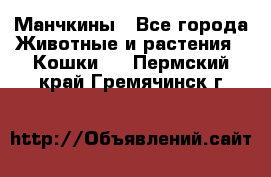 Манчкины - Все города Животные и растения » Кошки   . Пермский край,Гремячинск г.